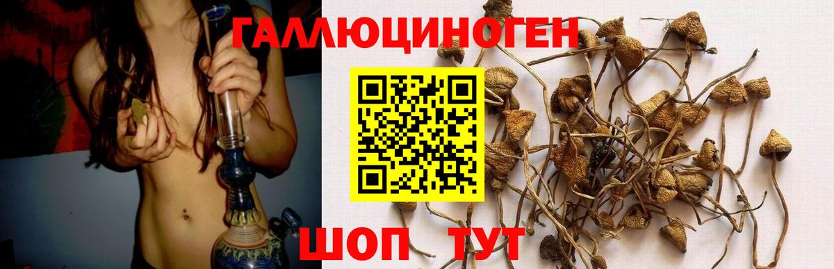 Галлюциногенные грибы Psilocybine cubensis Верхний Уфалей